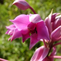 Spathoglottis plicata Blume